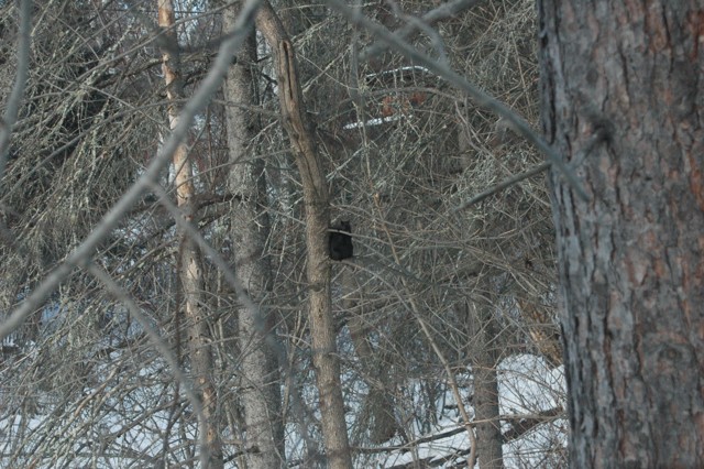 Image for black squirrel 2