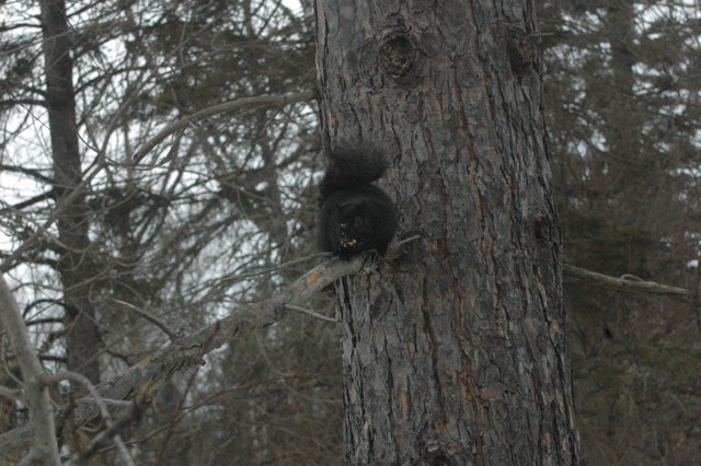 Image for black squirrel 3