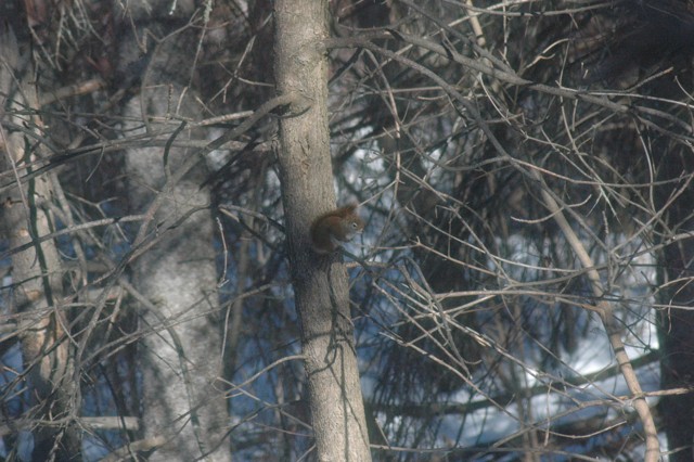 Image for red squirrel 1