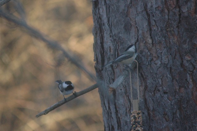 Image for chickadee 3