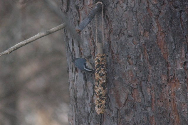 Image for nuthatch 1
