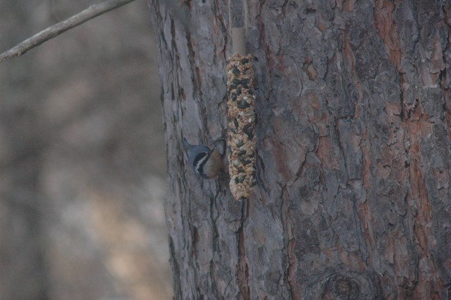 Image for nuthatch 2