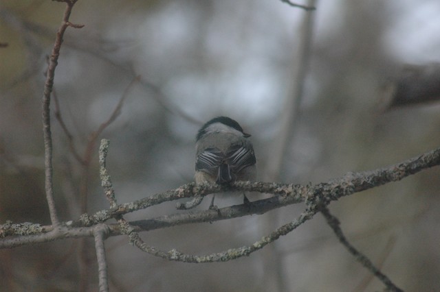 Image for chickadee 4