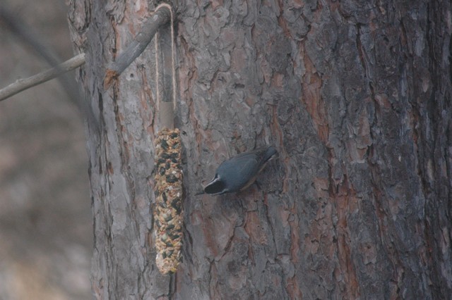 Image for nuthatch 3