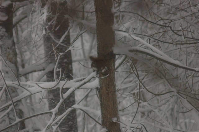 Image for red squirrel 2