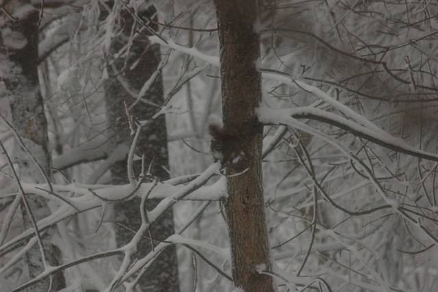 Image for red squirrel 3