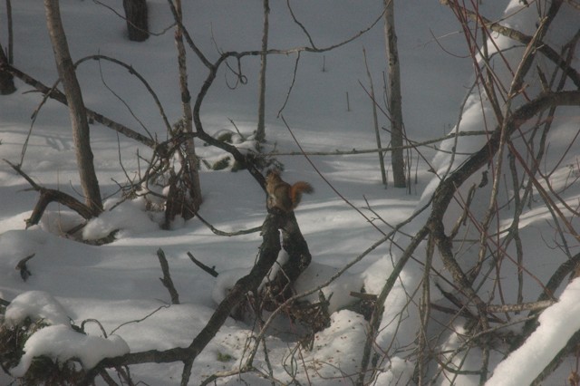 Image for red squirrel 4