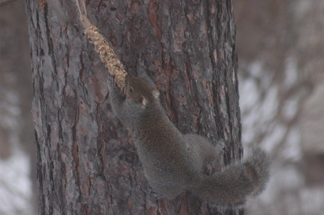 Image for grey squirrel 1