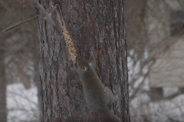 Image for grey squirrel 2