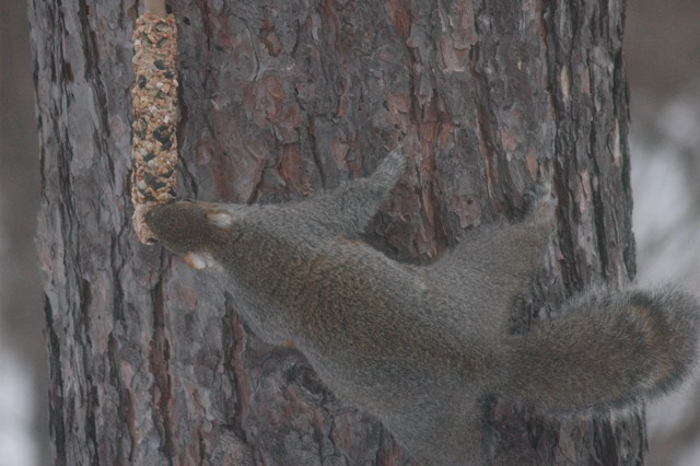 Image for grey squirrel 3