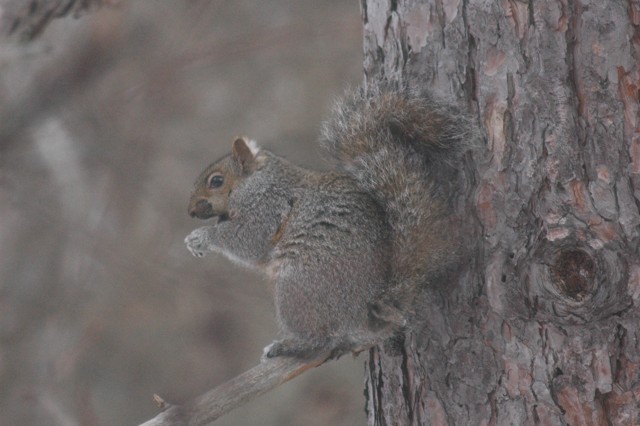 Image for grey squirrel 5
