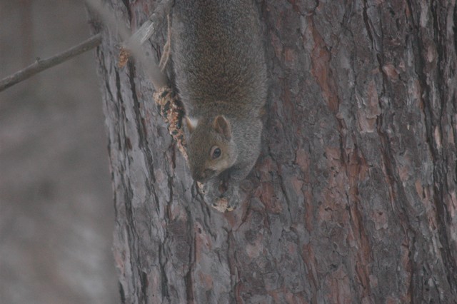 Image for grey squirrel 6