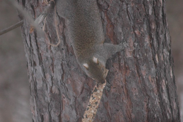 Image for grey squirrel 7
