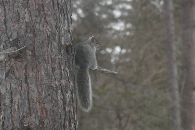 Image for grey squirrel 8
