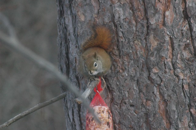 Image for red squirrel 5