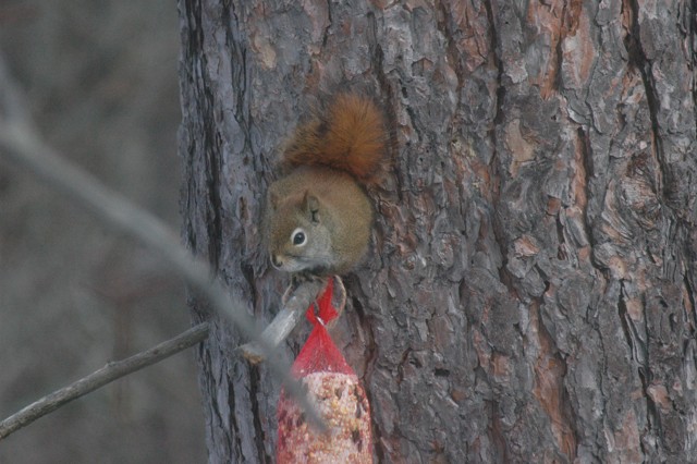 Image for red squirrel 6