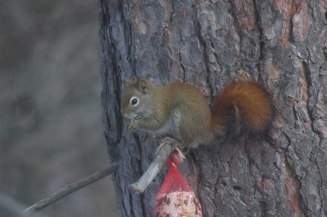 Image for red squirrel 7