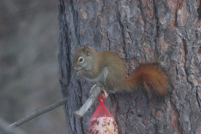 Image for red squirrel 8