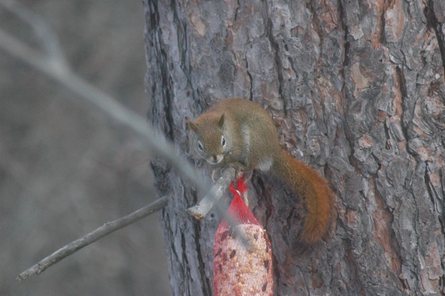 Image for red squirrel 9