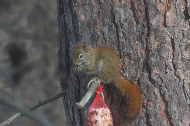 Image for red squirrel 10