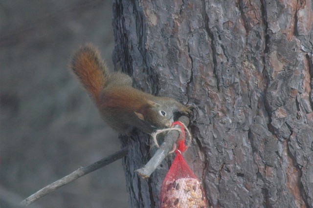 Image for red squirrel 11