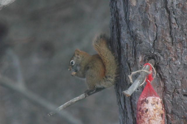 Image for red squirrel 12