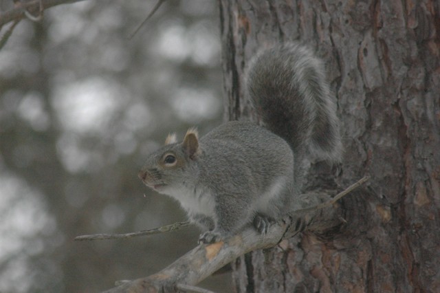 Image for grey squirrel 9