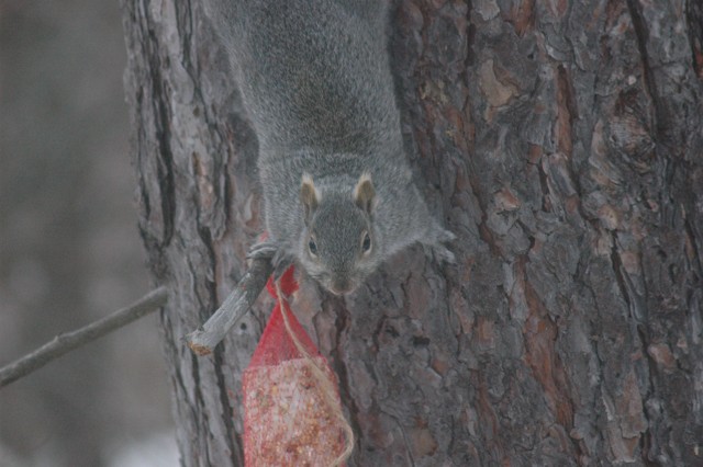 Image for grey squirrel 10