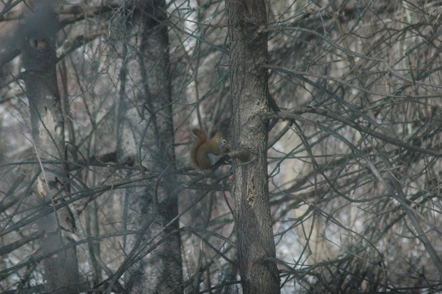 Image for red squirrel 13