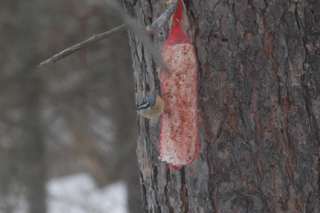 Image for nuthatch 4