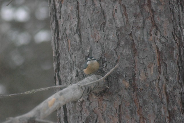 Image for nuthatch 5