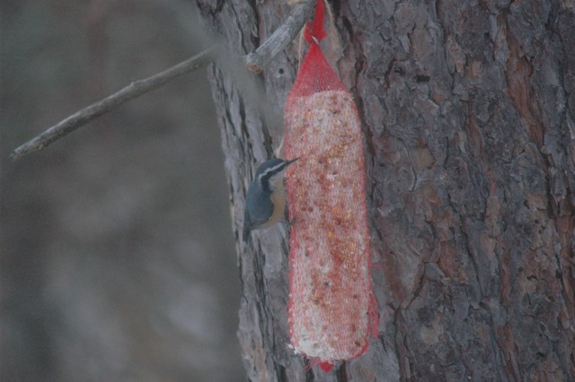 Image for nuthatch 6