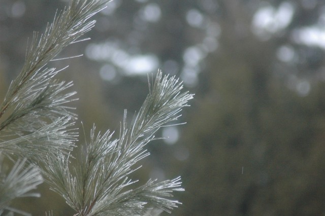 Image for frozen pine needles