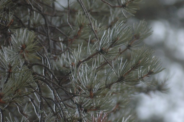 Image for frozen spruce