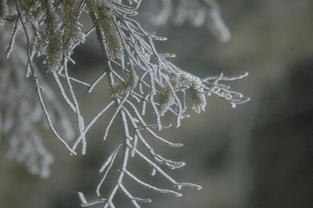 Image for frozen branch