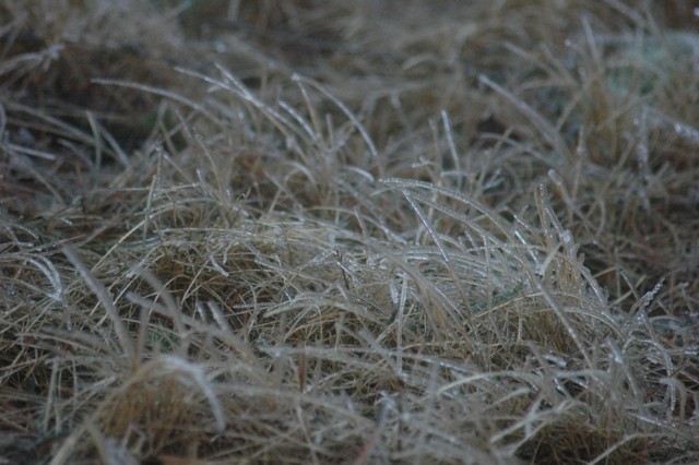 Image for frozen grass