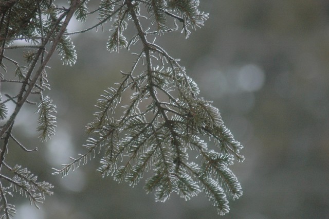 Image for frozen spruce 2