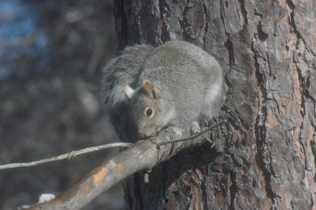 Image for grey squirrel 11